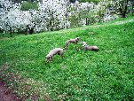 Náhled fotogalerie 004) Jarní svod duben 2009