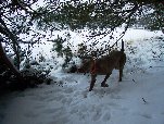 Náhled fotogalerie 014) Zasněžený leden 2010